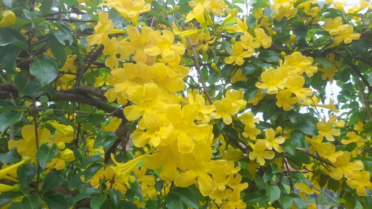 Ceylon Kingsmen Garden Hotel - Katunayake 尼甘布 外观 照片